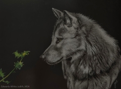 Intrigued by Nature