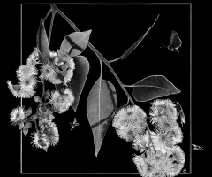 The Buzz Around Town