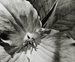 Dream Come True - Trillium