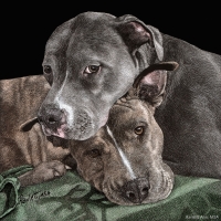 Hudson and Pebbles