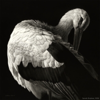 Harbinger