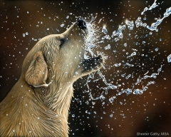 Play in the Spray