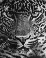 Leopard, 20 x 16, Klara Bujtor