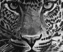 Leopard, 20 x 16, Klara Bujtor