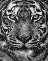Strength, 14 x 11, Klara Bujtor