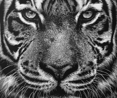 Strength, 14 x 11, Klara Bujtor