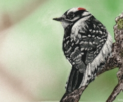 Dainty Downy, 5 x 7, Heidi Eaton