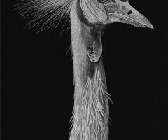 Royal, 17 x 7, Laurel Hughes