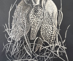 Armadillo, 12 x 9, Robert Lak