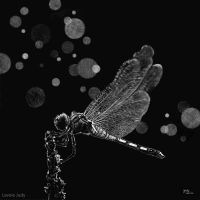 Dragonfly, 5 x 5, Judy Lavoie