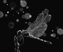 Dragonfly, 5 x 5, Judy Lavoie