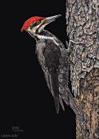 Mr. Pileated Woodpecker, 7 x 5, Judy Lavoie