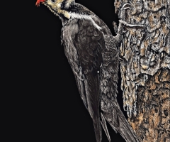 Mr. Pileated Woodpecker, 7 x 5, Judy Lavoie