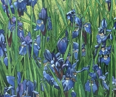 Irises, 20 x 16, Joe Smith