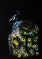 Peacock, 11 x 7, Doug Souza