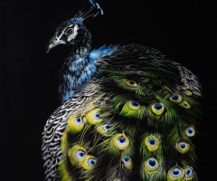 Peacock, 11 x 7, Doug Souza