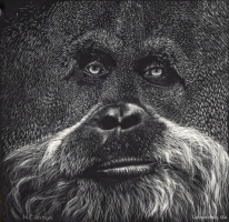 Old Man of the Forest, 8 x 8, Holly Cannon SSA