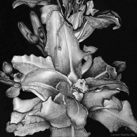 Tiger Lily, 8 x 8, Martha Cannon SSA