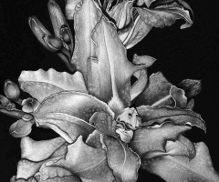 Tiger Lily, 8 x 8, Martha Cannon SSA