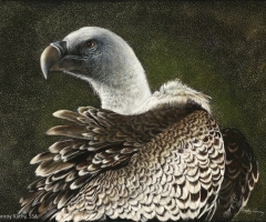 Ruppells Griffon, 11 x 14, Kathy Conroy SSA