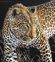 On the Prowl, 26 x 24, Cynthie Fisher SSA