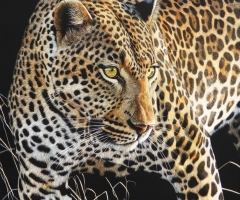 On the Prowl, 26 x 24, Cynthie Fisher SSA