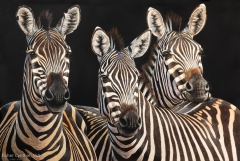 Three Amigos, 24 x 36, Cynthie Fisher SSA