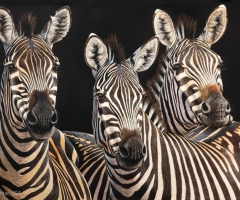 Three Amigos, 24 x 36, Cynthie Fisher SSA