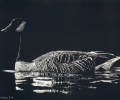 Canadian Honker, 8 x 10, Sonja Jones SSA