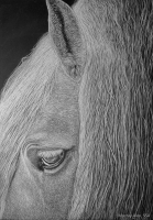 Faithful, 14 x 11, $2500, Alex Murray SSA, wing1@hughes.net