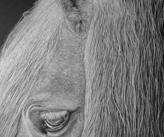 Faithful, 14 x 11, $2500, Alex Murray SSA, wing1@hughes.net