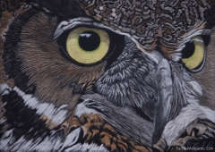 Horned Owl Eyes, 5 x 7, Margaret Pardy SSA