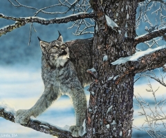 Deliberate Ambush, 36 x 48, Linda Short SSA