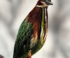 Go On, Take Your Picture,14 x 11, Sally Terrell SSA