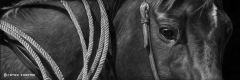 Cathy Sheeter - Roping Horse