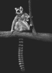 Diane Versteeg - Ring Tailed Lemur