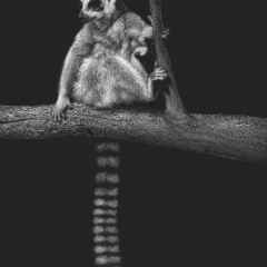 Diane Versteeg - Ring Tailed Lemur