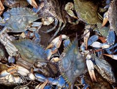 Ginger Gehres - Feeling Crabby