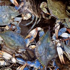 Ginger Gehres - Feeling Crabby