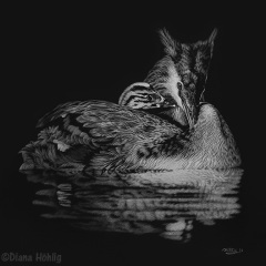 Diana Höhlig - Tender Reflections