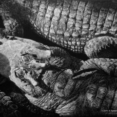 John Agnew - Crocodile Dreams