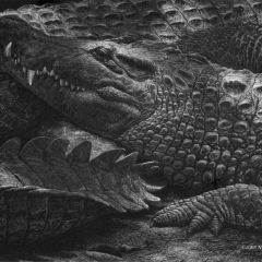 John Agnew - Shadow Dragons
