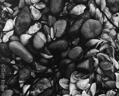 Scott Krohn - Diverse Beauty