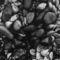 Scott Krohn - Diverse Beauty