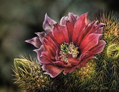 Linda Heath Clark - Cactus Bloom