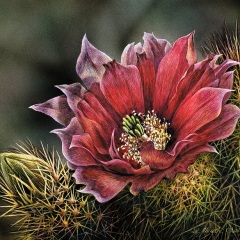Linda Heath Clark - Cactus Bloom