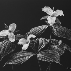 Lori Dunn - The Silence of the Morning