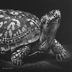 Lori Dunn - Slow but Steady