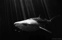Linda Lunnon - Ningaloo Dreaming