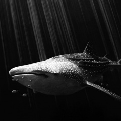Linda Lunnon - Ningaloo Dreaming